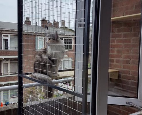 Kattenren balkon